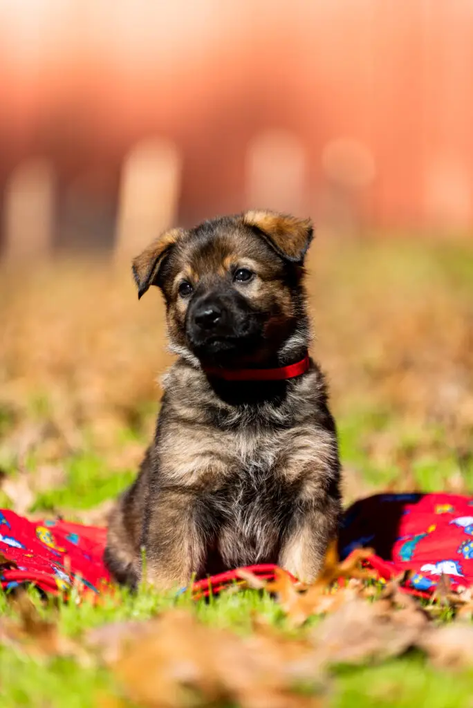 5 week old dark sable working line German shepherd puppy