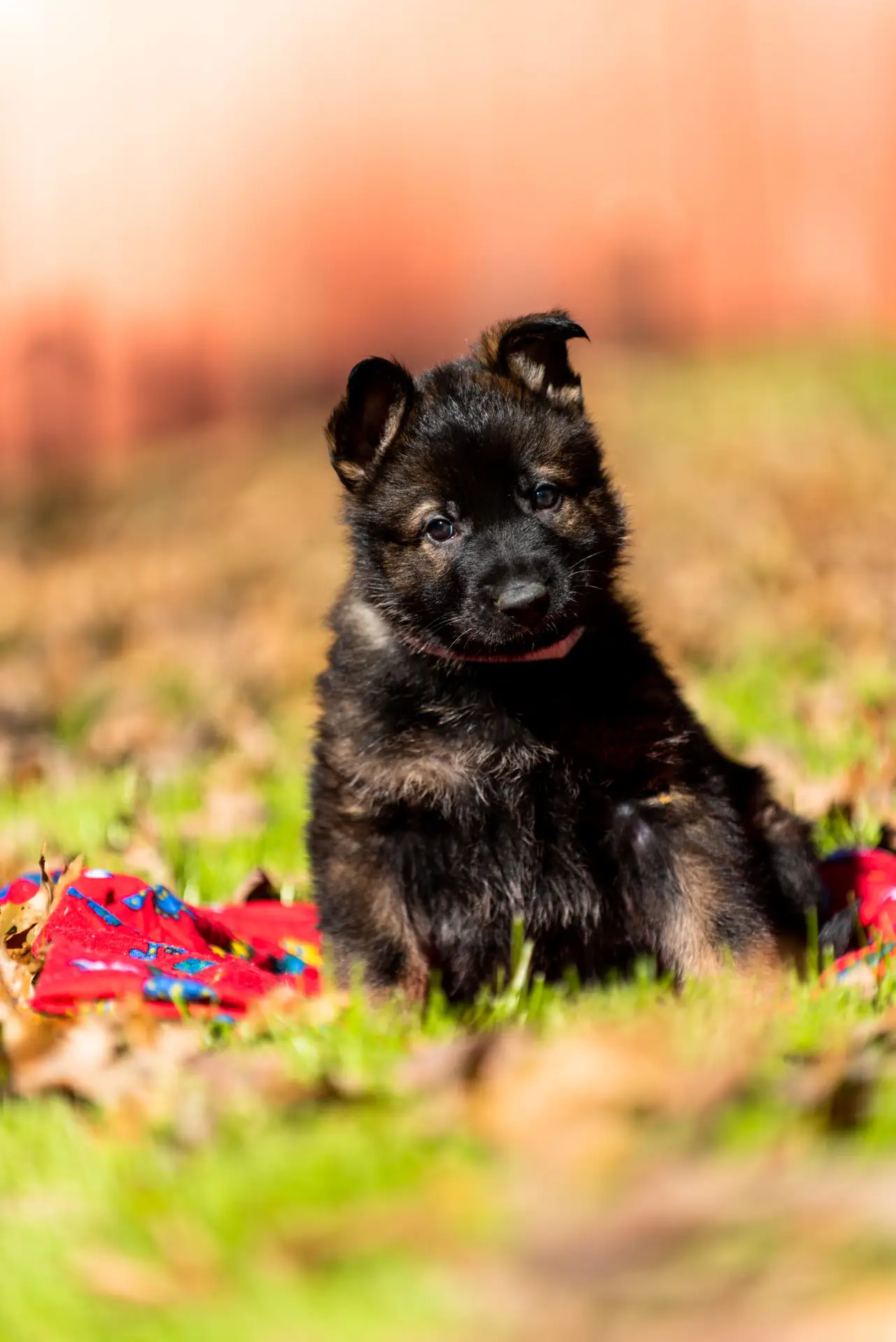 5 week old black sable working line german shepherd puppy