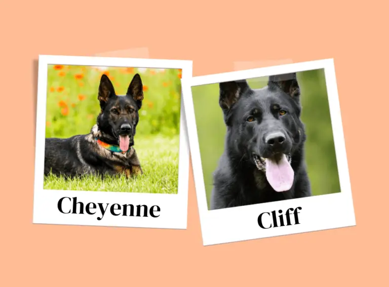 Cheyenne and Cliff German Shepherd breeding