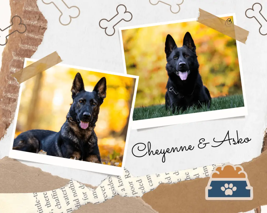 Cheyenne and Asko planned german shepherd breeding 2024