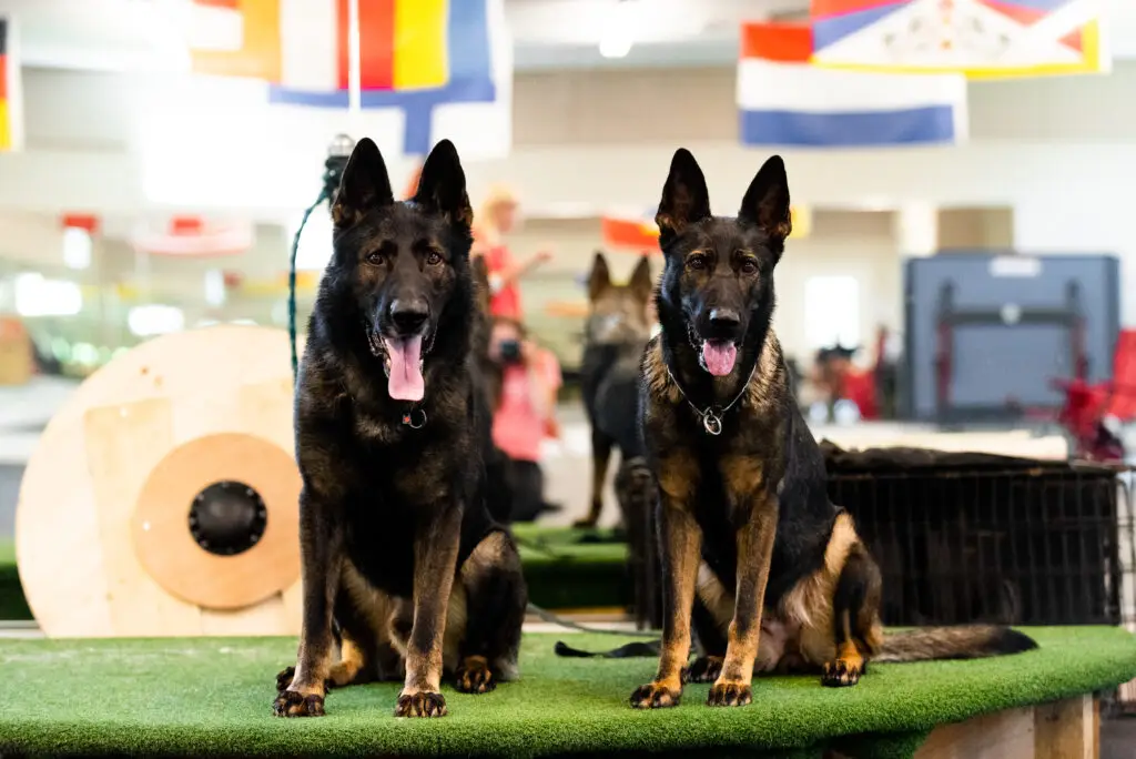 dark sable working line german shepherd breeder