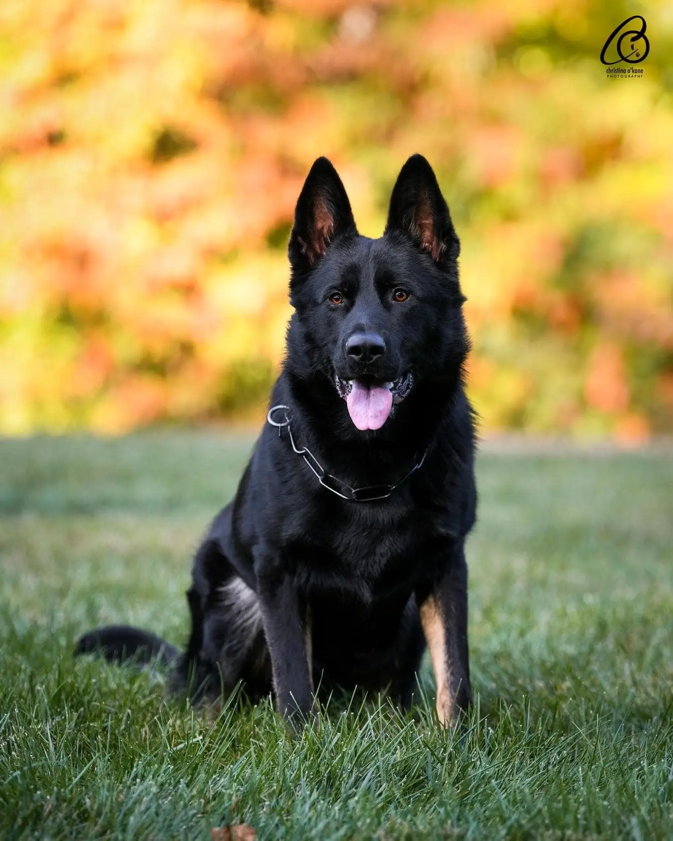 asko von der siegermacht bicolor german shepherd