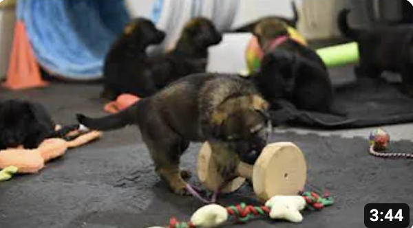 4 Weeks Old Playroom Time (3/5)