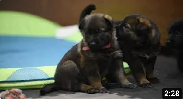 4 Weeks Old Playroom Time (2/5)