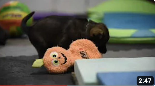 4 Weeks Old Playroom Time (1/5)