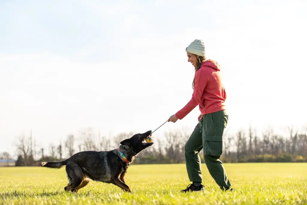 dog training lessons in buford georgia